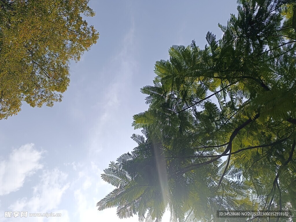 阳光透过树叶的清新景象