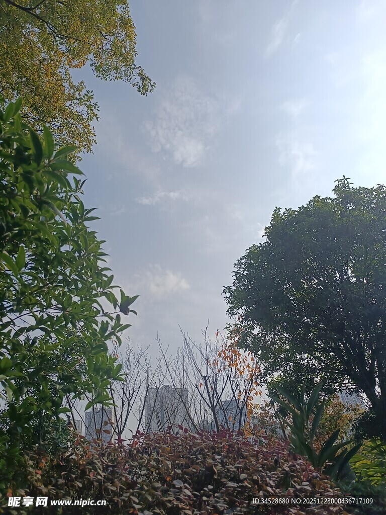 户外绿树蓝天景致