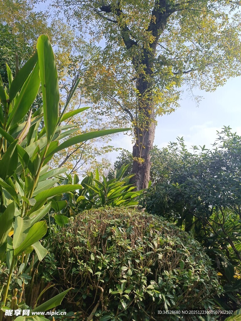 繁茂绿植中的高大树木