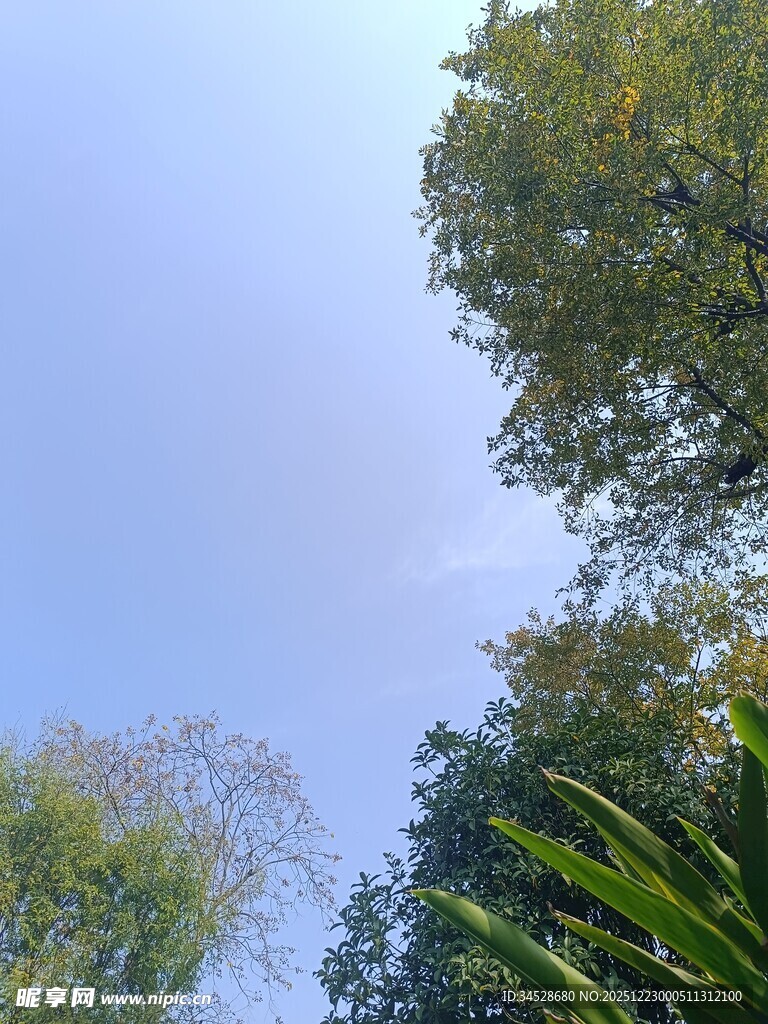 蓝天绿树自然景致