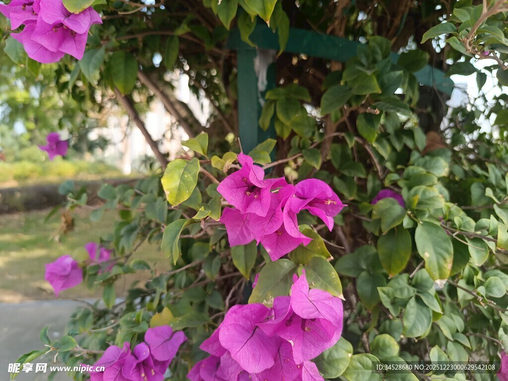 娇艳三角梅绽放于枝头