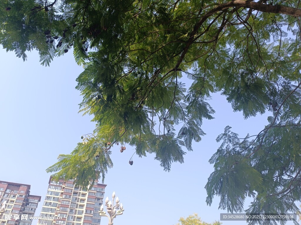 仰视绿树与高楼