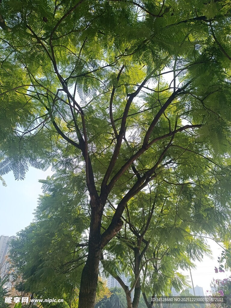 阳光下茂盛的绿树景观