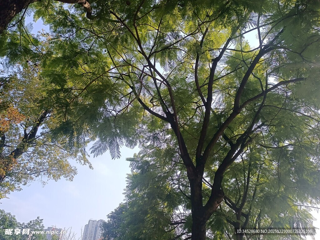 阳光洒落林间树木