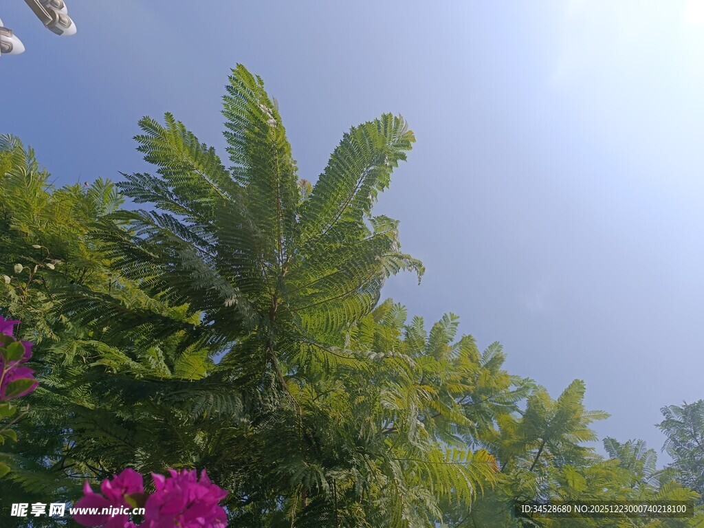 蓝天绿树间的艳丽繁花