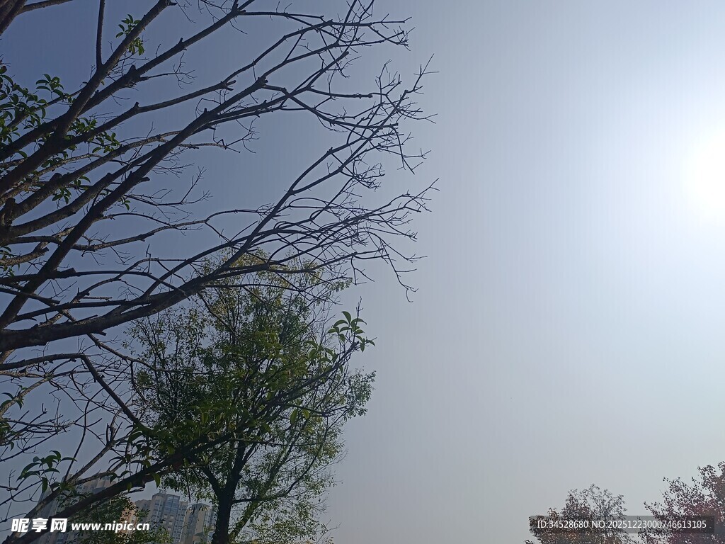 阳光下的光秃树枝与绿树