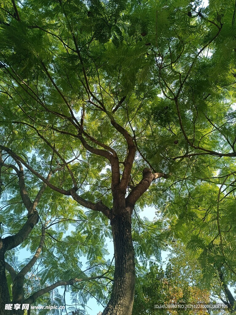 繁茂大树展现自然生机