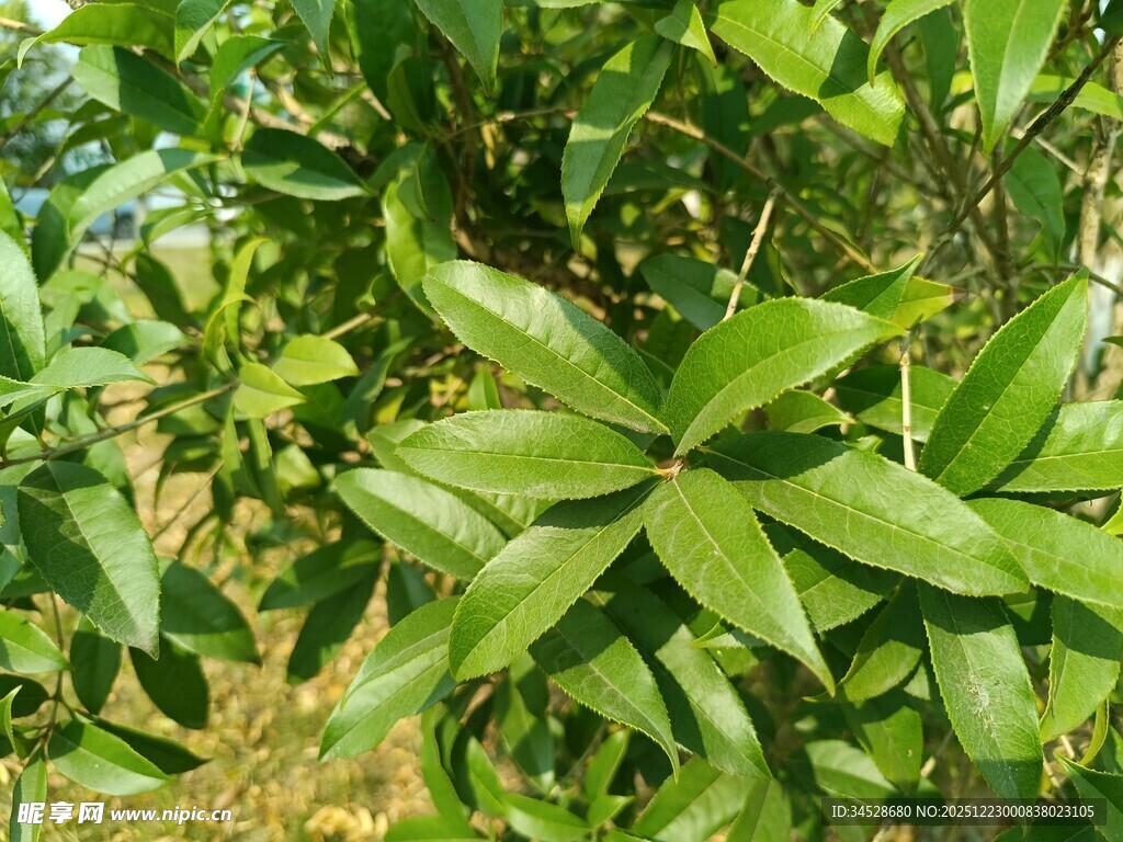 绿叶繁茂的植物特写