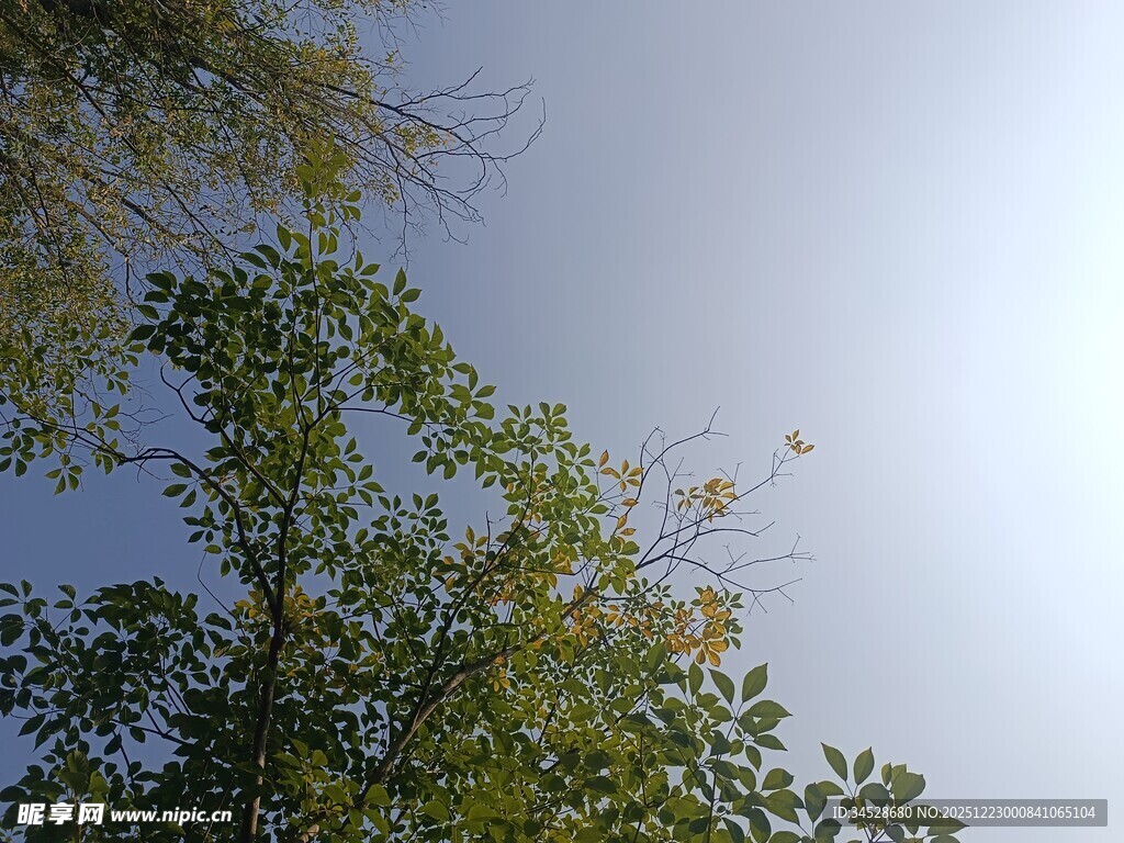 仰视绿树蓝天美景
