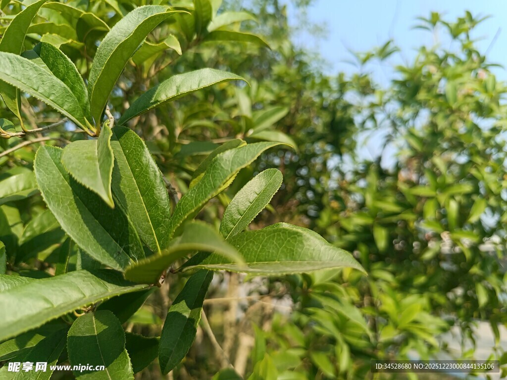 绿叶葱郁的植物景象