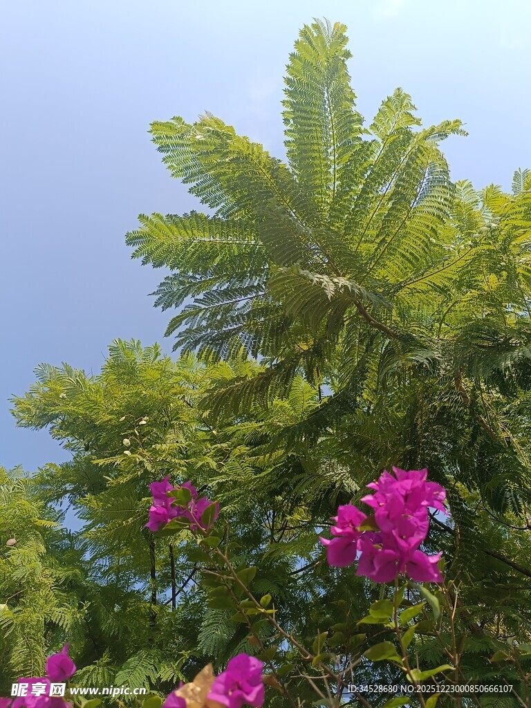 绿叶繁花下的清新景致