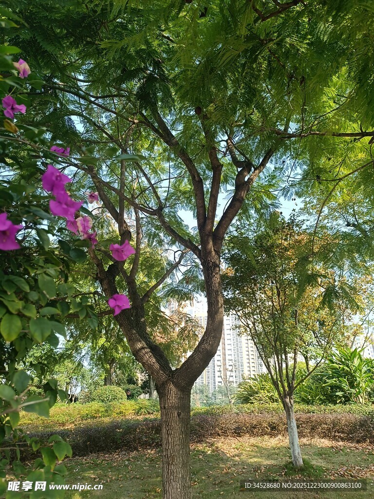 繁花绿树装点的静谧景致