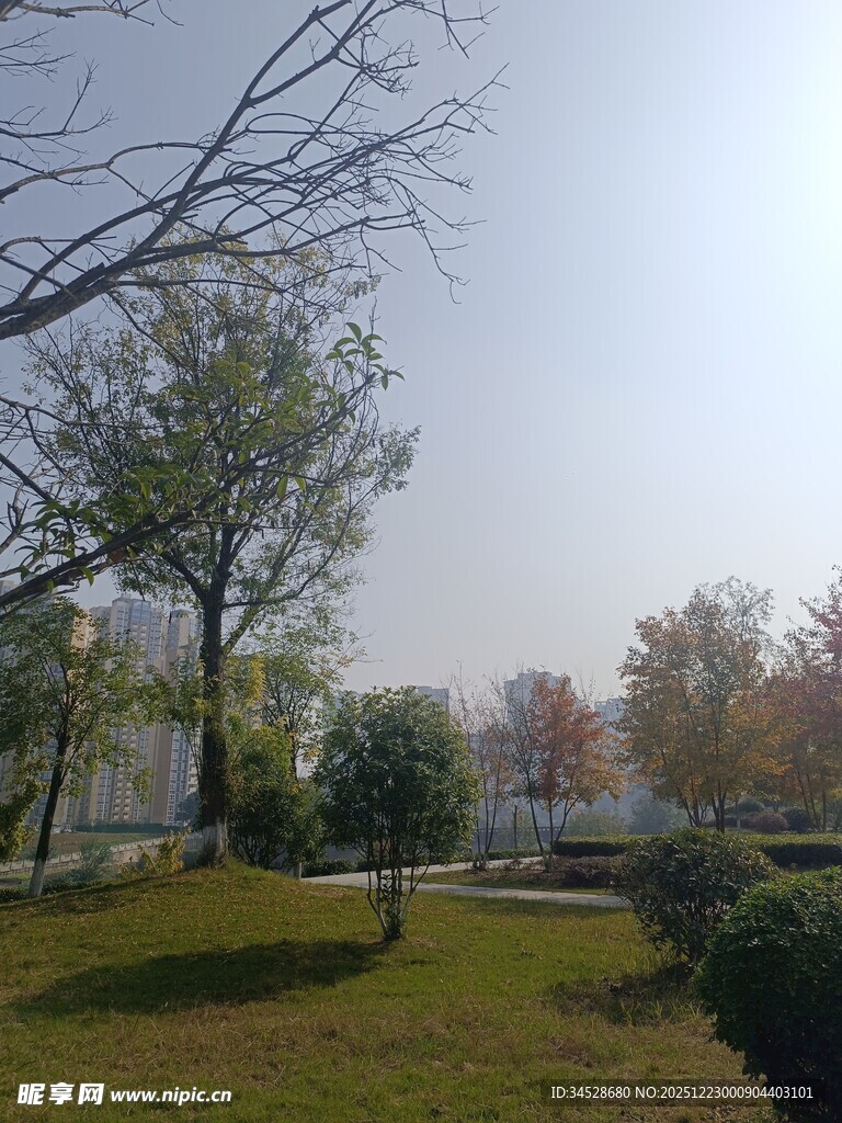 户外公园草地树木景致