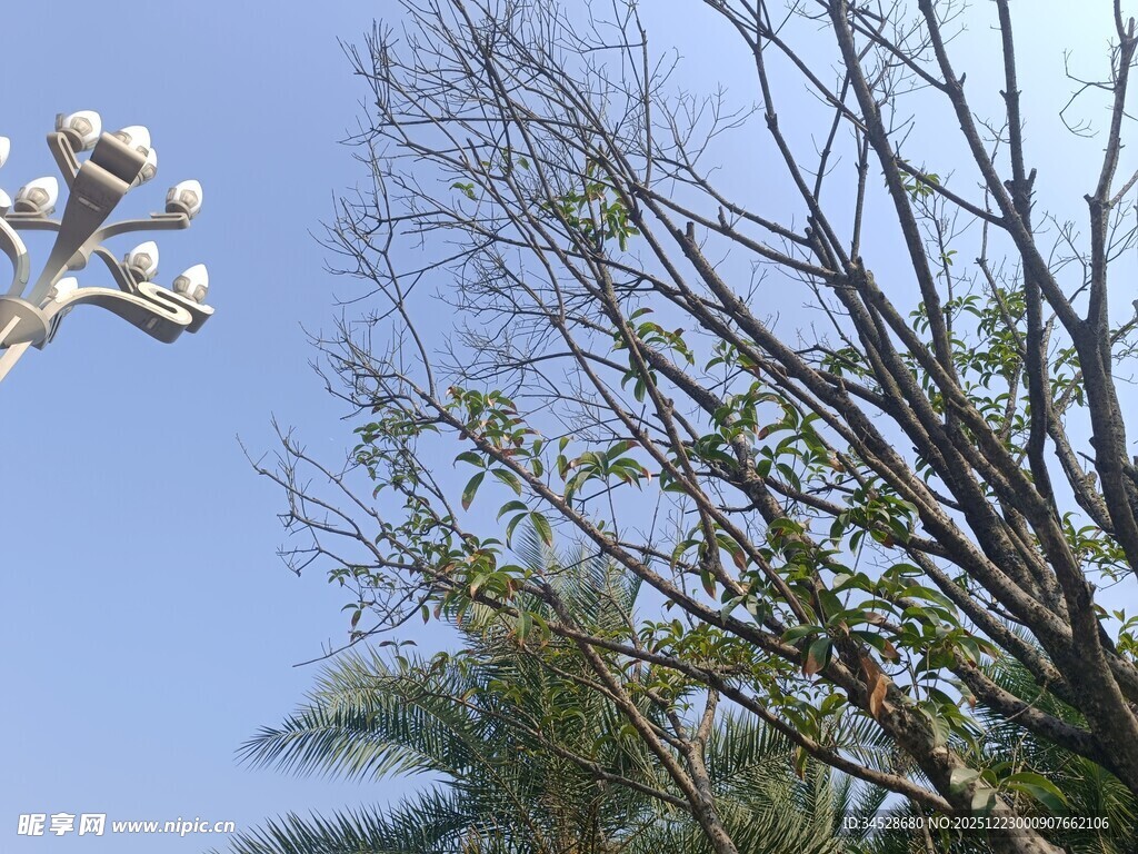 蓝天映衬下的光秃树枝