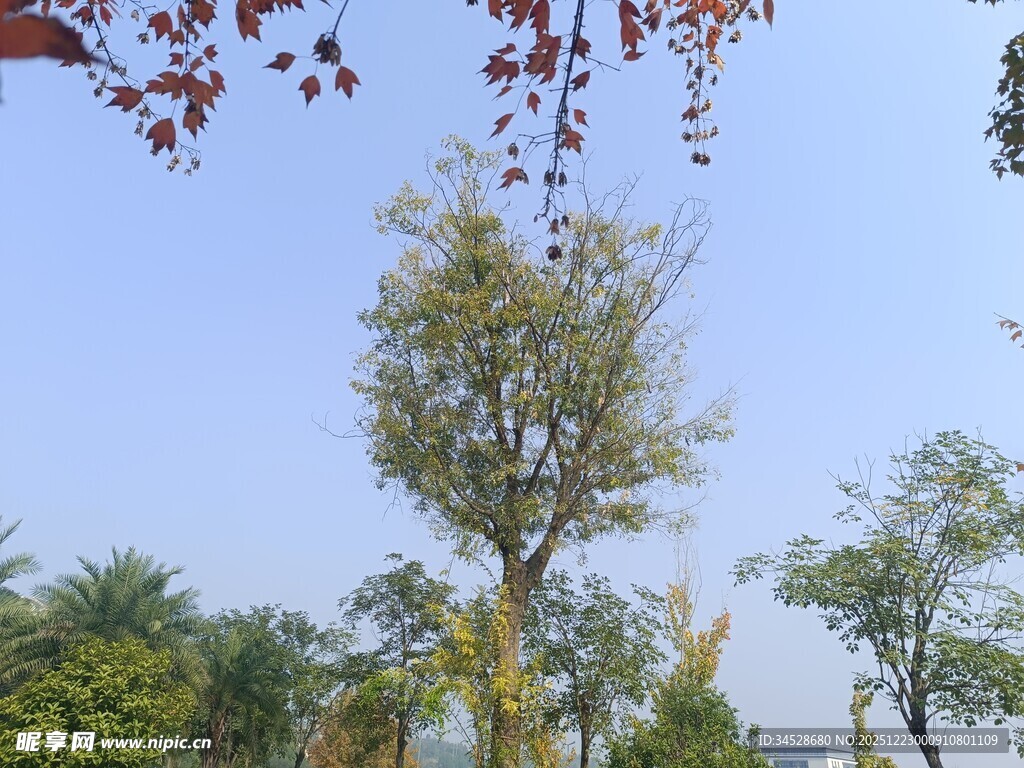 秋日绿树蓝天景致