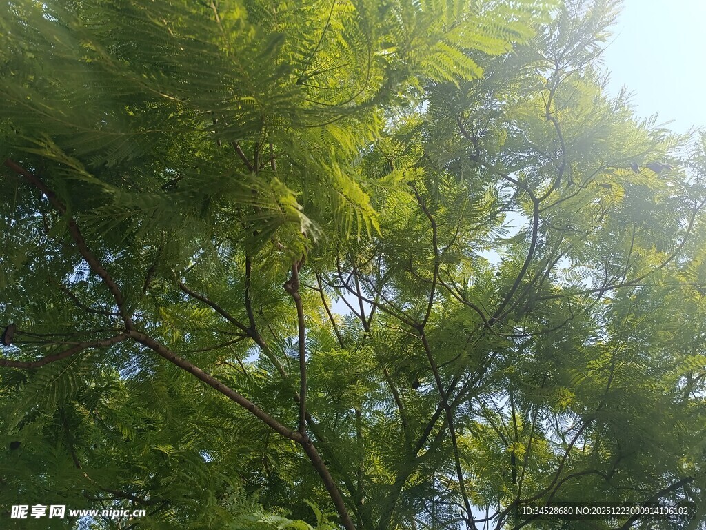 阳光下的翠绿枝叶