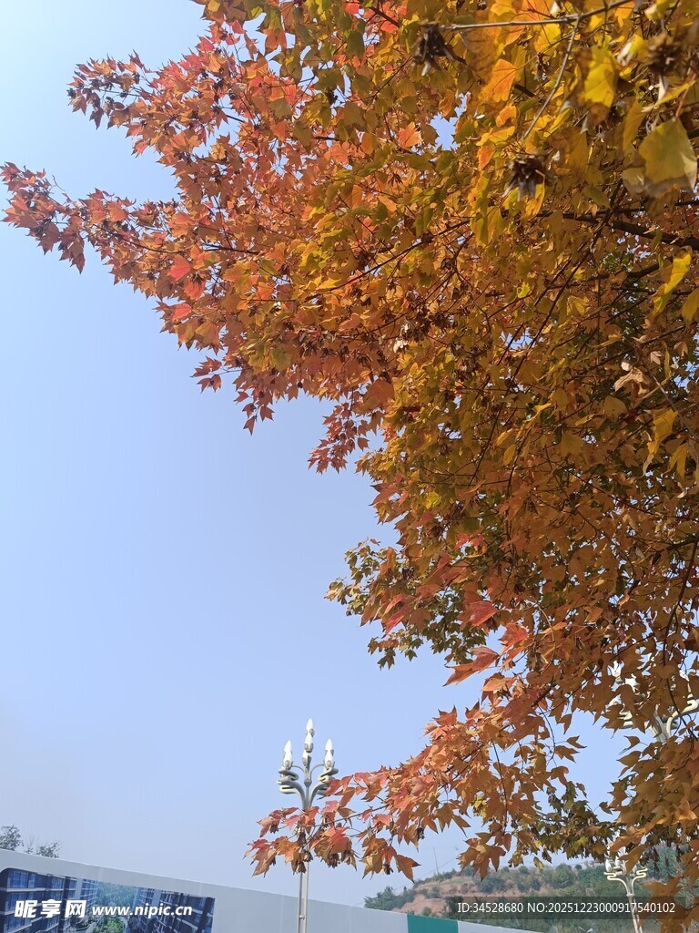 秋日枝头斑斓树叶