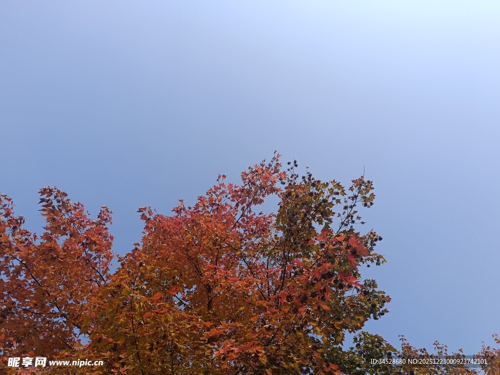 秋日红枫映蓝天