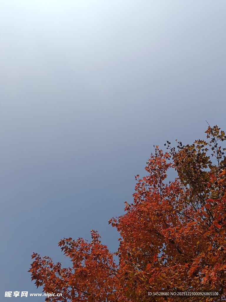 秋日红枫映蓝天