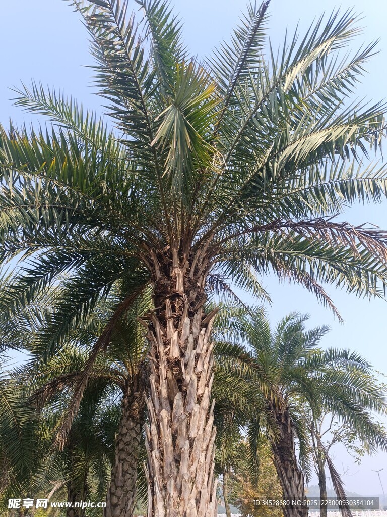 高大的棕榈树景观