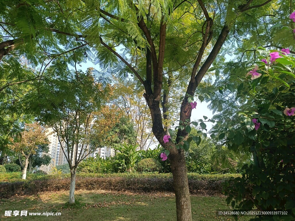 绿意盎然的园林景观