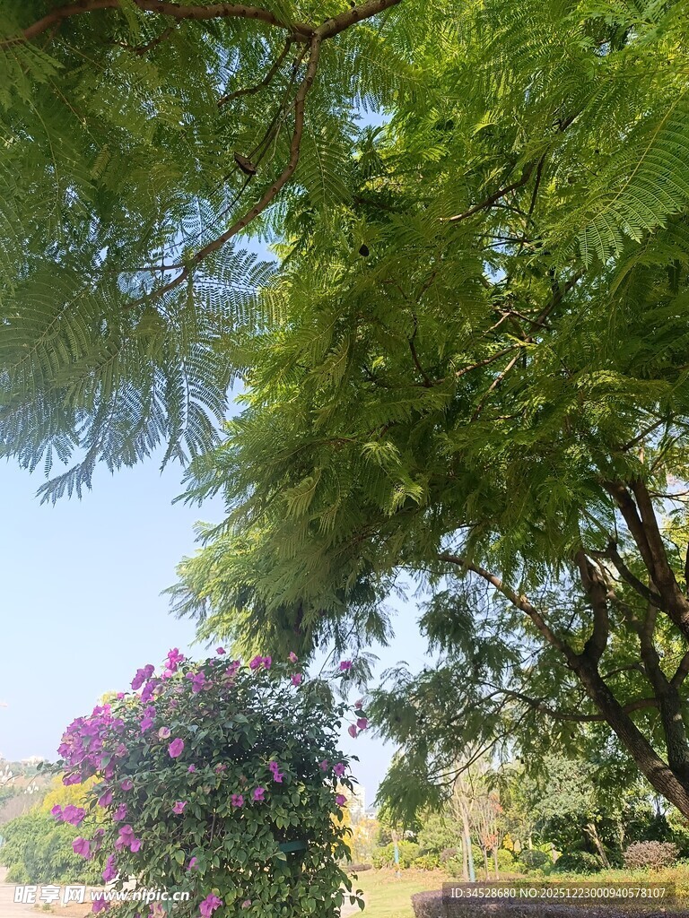 夏日绿荫繁花景致