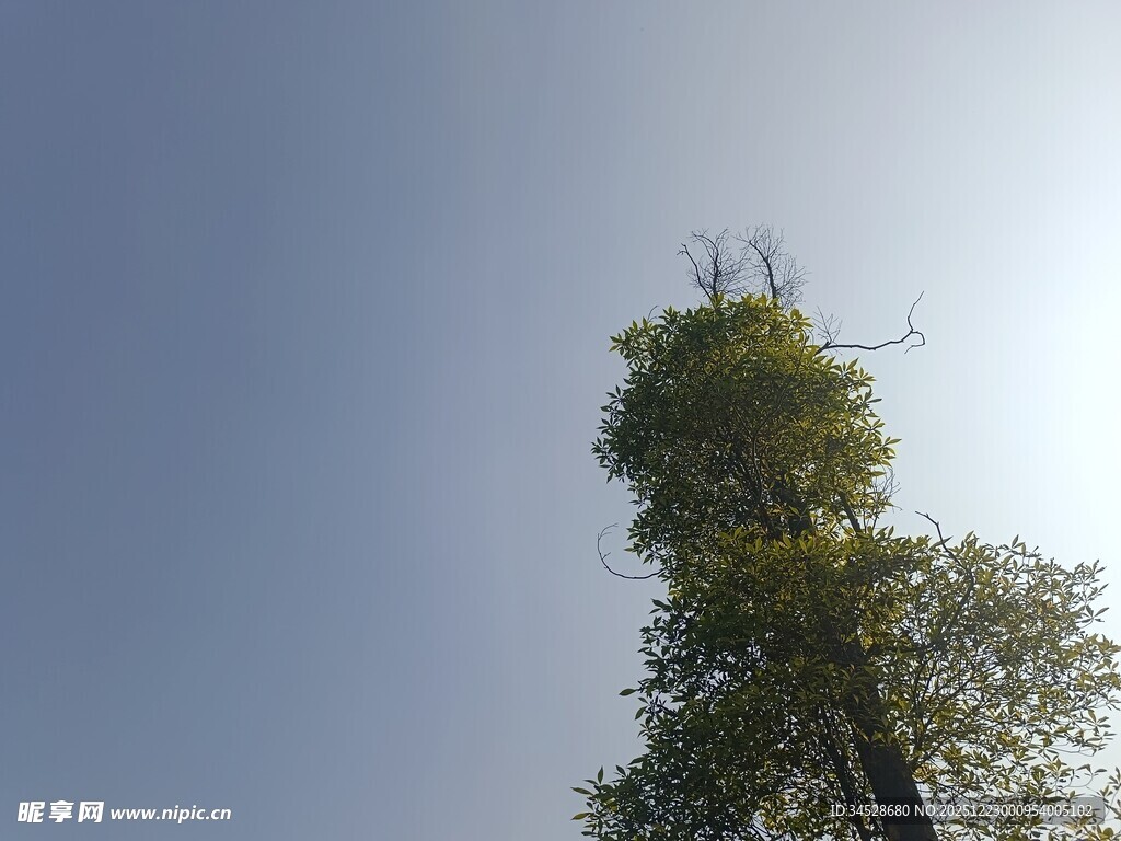 仰望蓝天中的葱郁树木