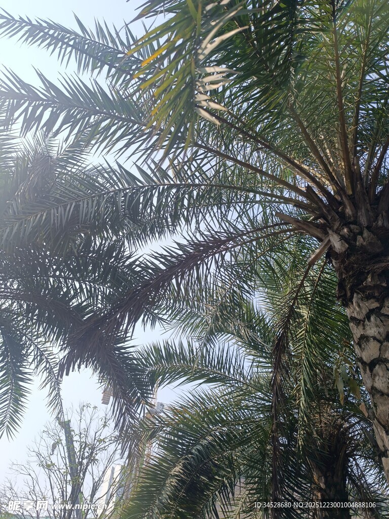 高大棕榈树