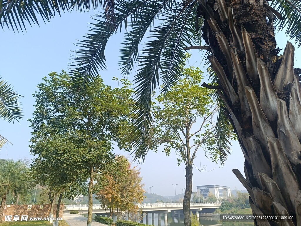 户外棕榈树及周边景致
