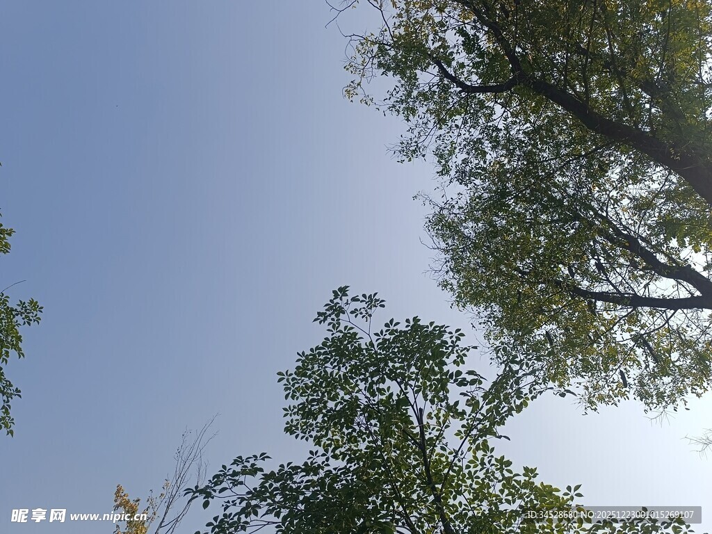 仰视蓝天绿树景观
