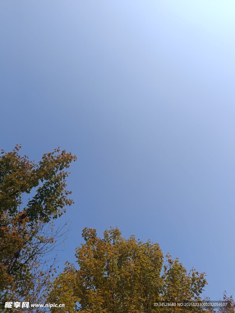 秋日树梢与晴朗天空