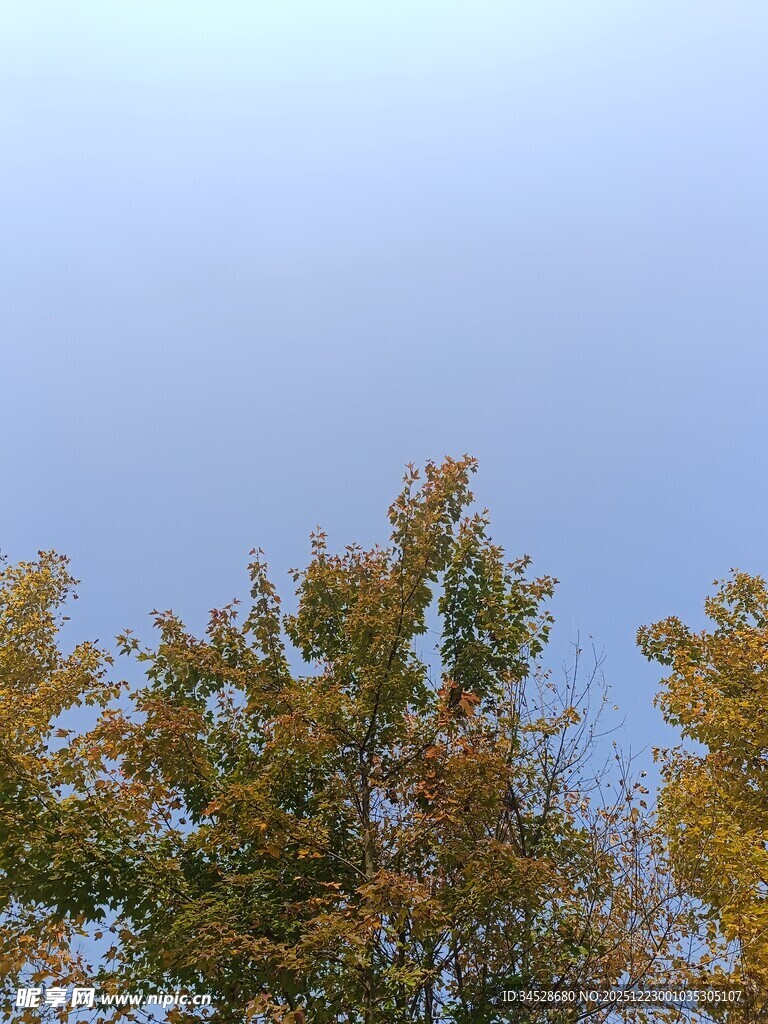 秋日树梢与淡蓝天际