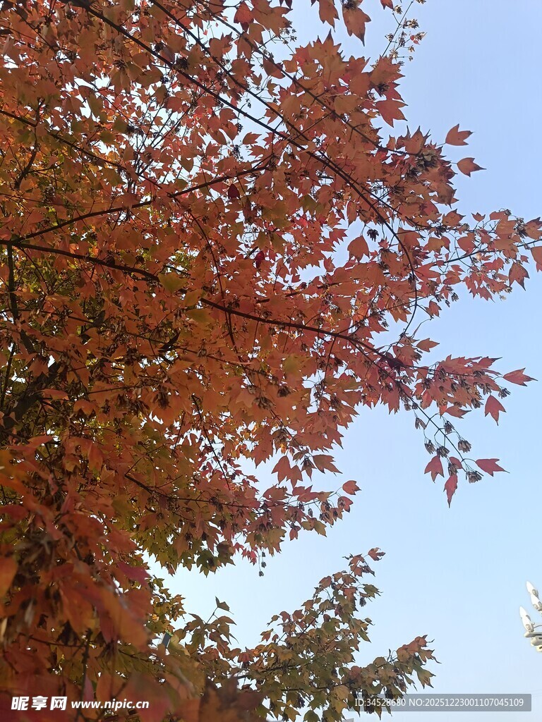 秋日红枫映蓝天