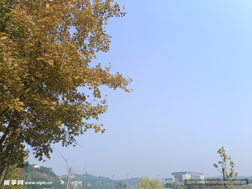 秋日树梢下的清朗景致