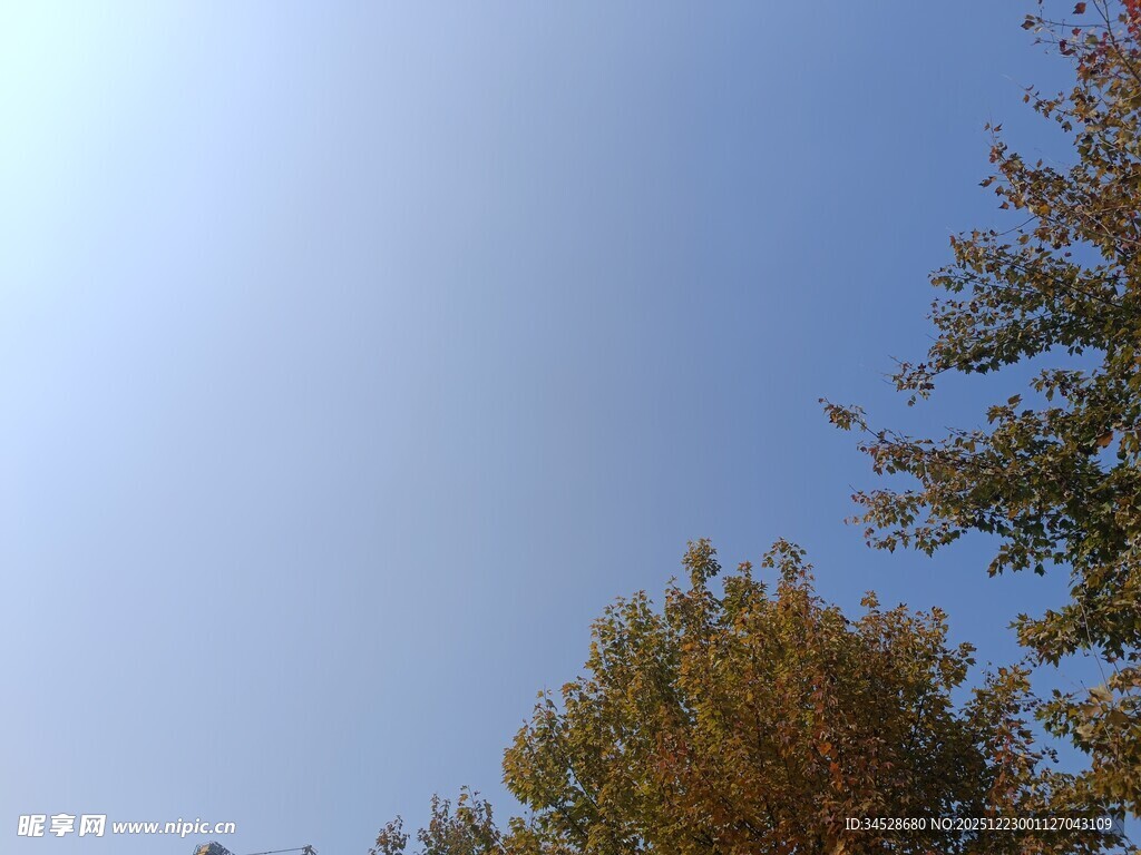 秋日树梢上的晴朗蓝天