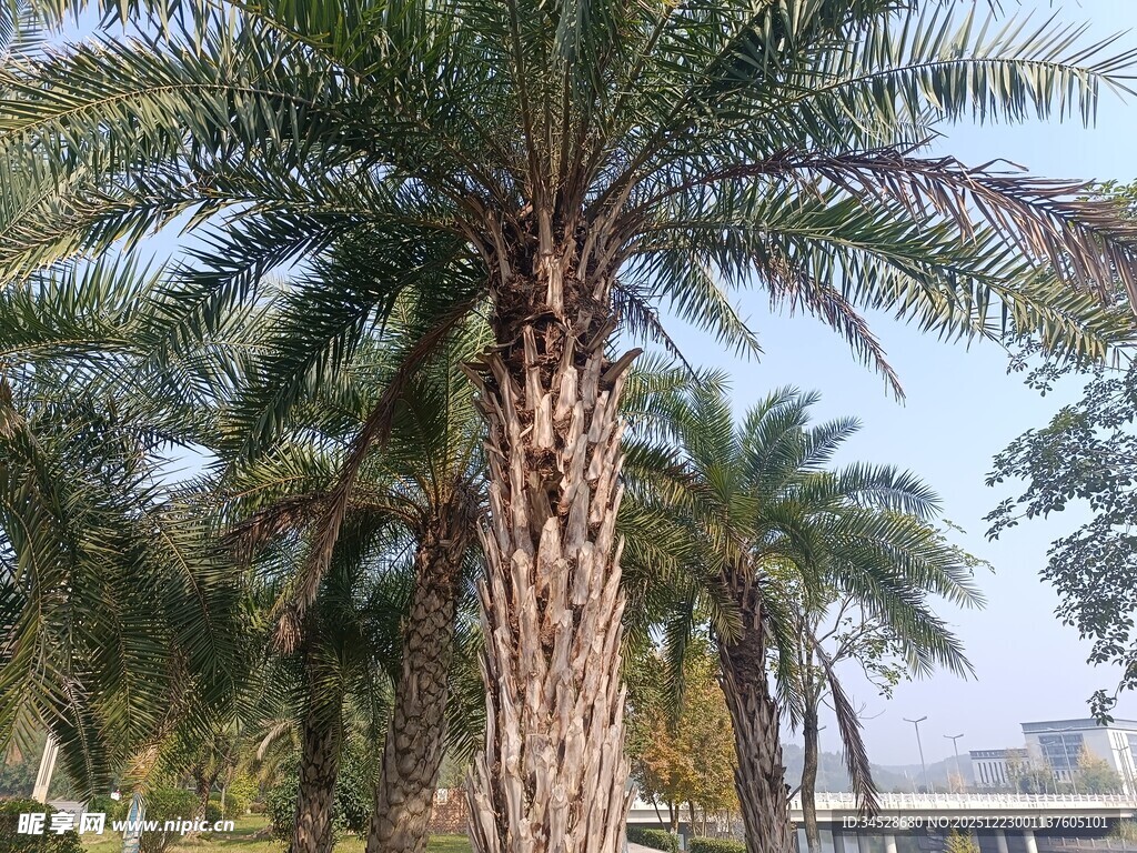 高大挺拔的棕榈树景观
