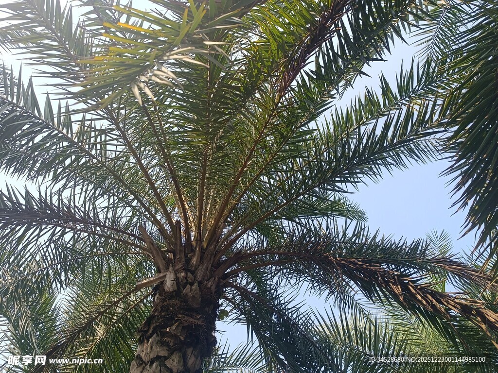 仰视下的高大棕榈树