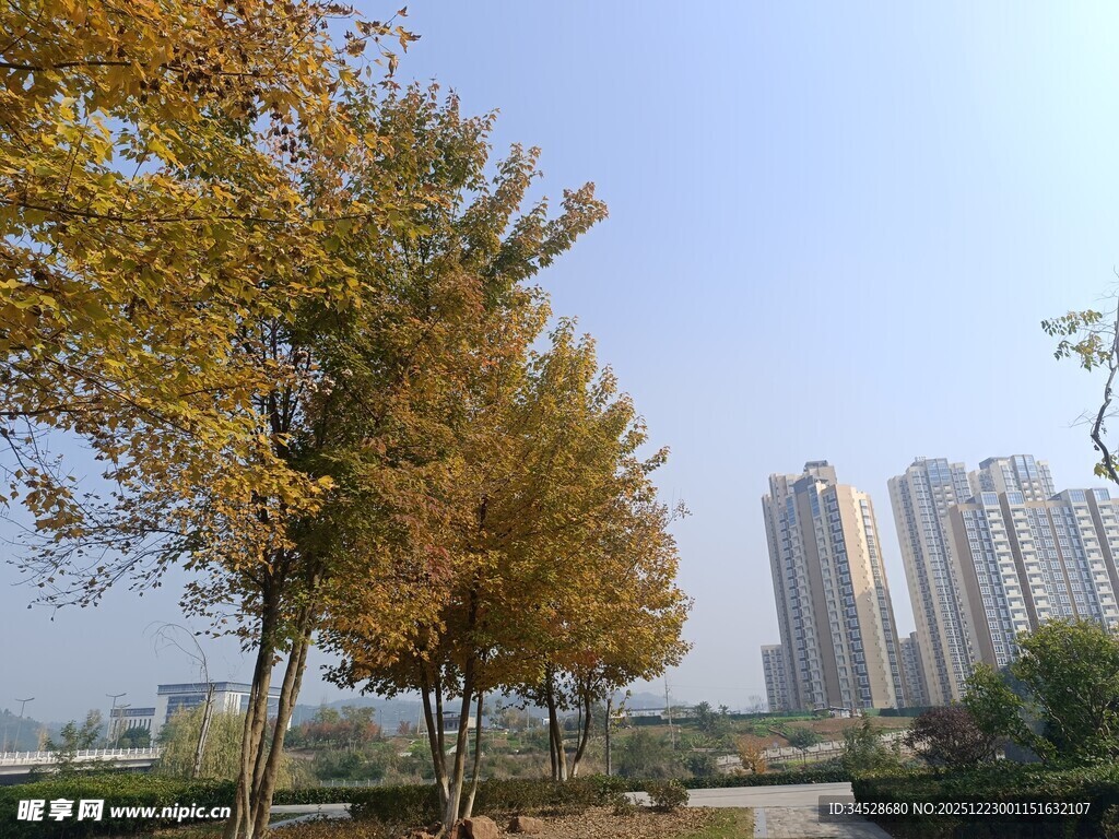 秋日城市旁的金黄树木