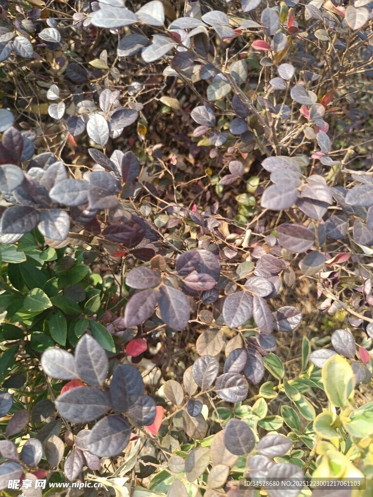 多彩落叶覆盖的地面景象