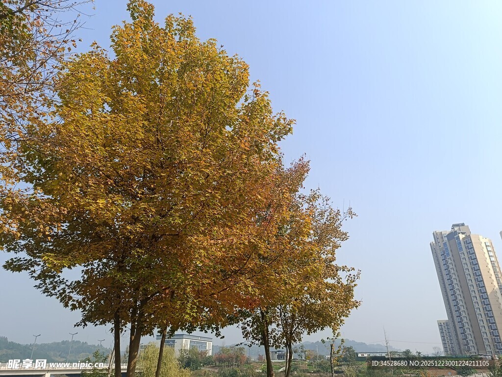 秋日城市中的金黄树木
