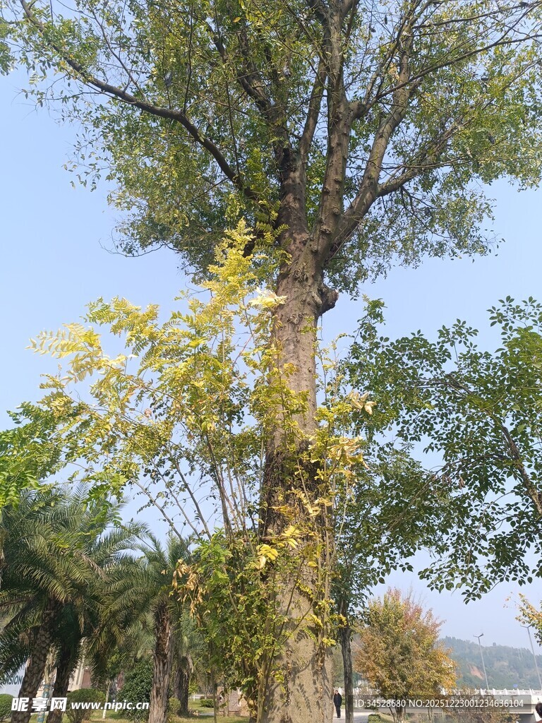 秋日挺拔大树景观