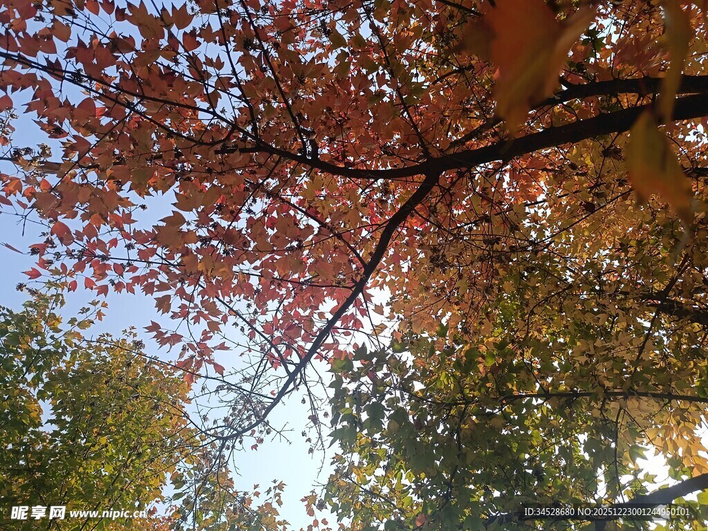 秋日红枫树枝叶美景