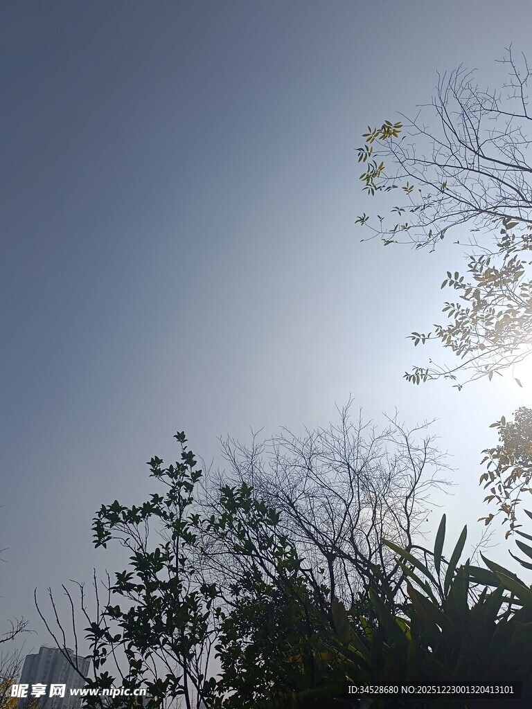 阳光下的树梢与蓝天