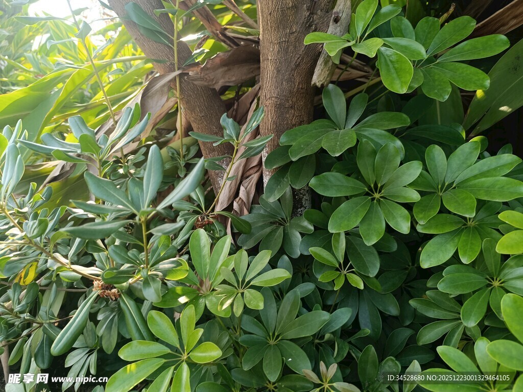 猴子藏身繁茂绿植间