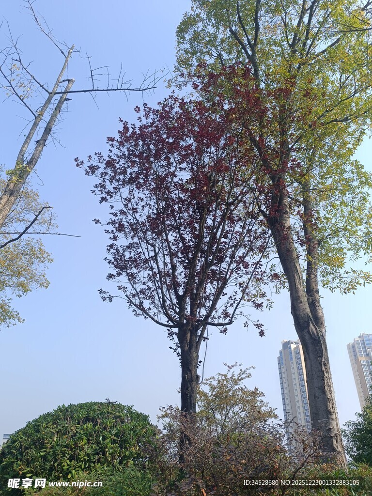 秋日街头多彩树木景观