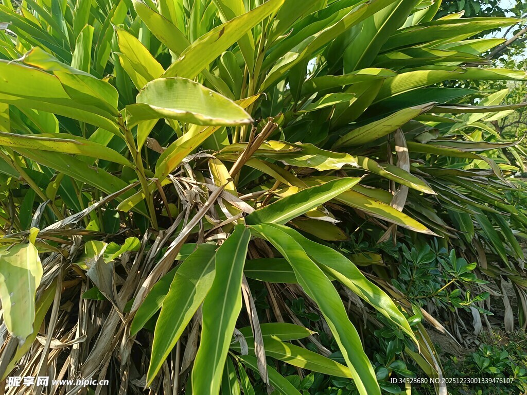 翠绿繁茂的热带植物