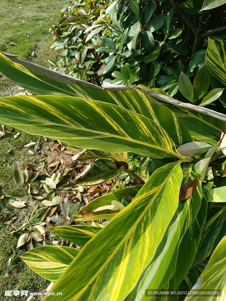斑斓条纹叶片植物特写