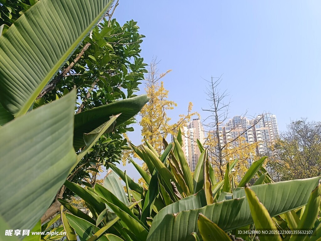 绿叶间的灿烂植物景观