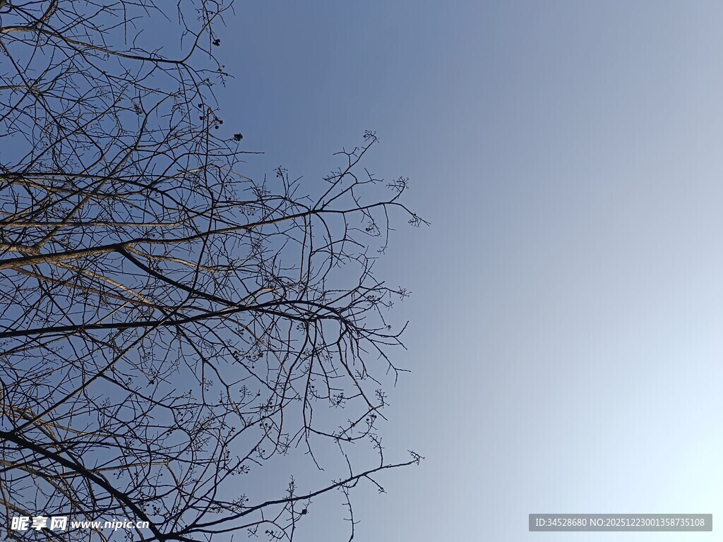 冬日树枝与晴朗天空