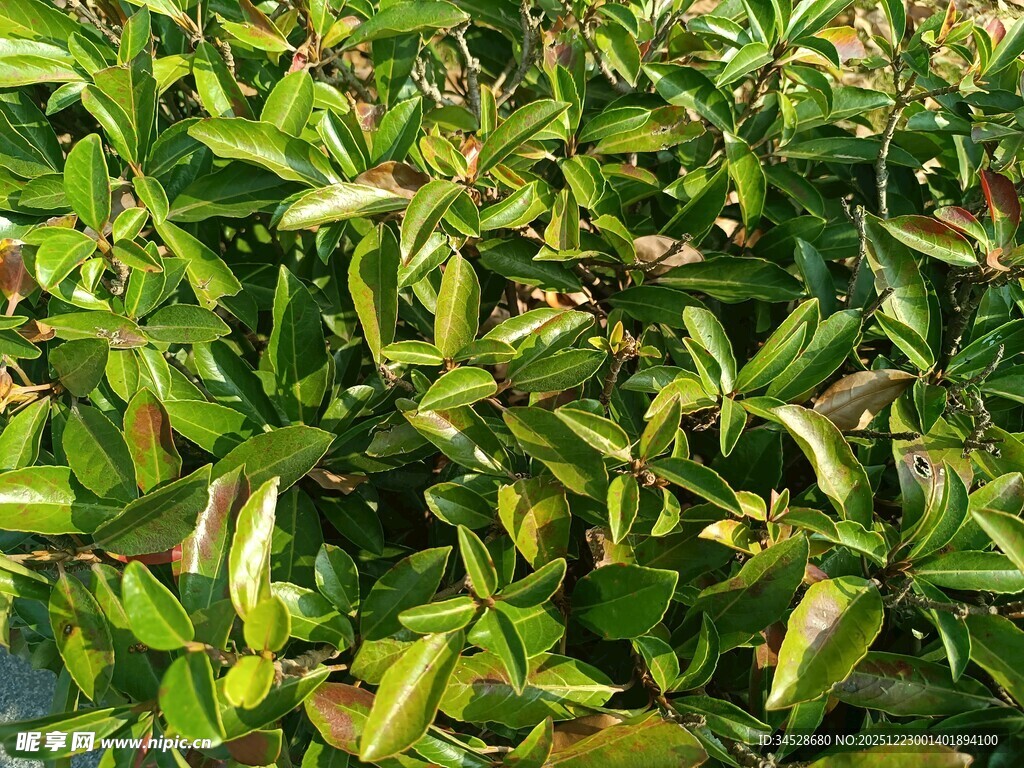 翠绿繁茂的植物叶片
